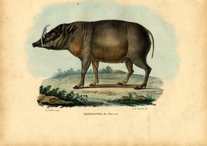 Babirusa, 1863-79 by Raimundo Petraroja